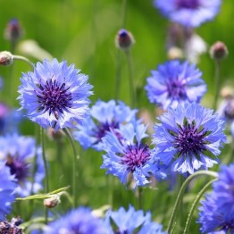 Cornflower Blue Boy