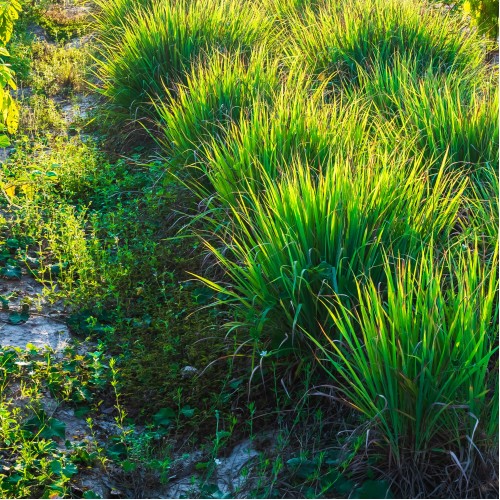 Livingseeds Cover Crop Mix (Autumn/Winter)