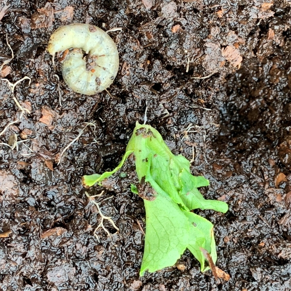 Cutworms