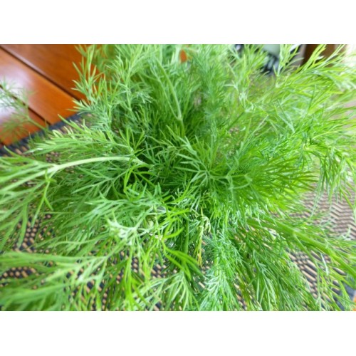 Dill, Bouquet