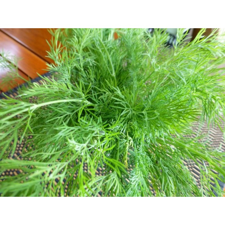 Dill, Bouquet
