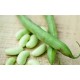 Bush Beans