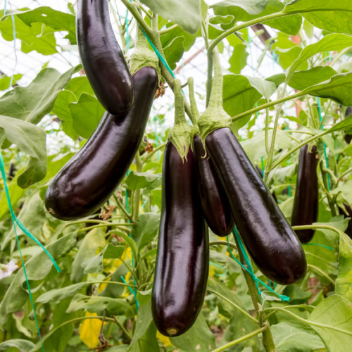 Purple Fingers Brinjal