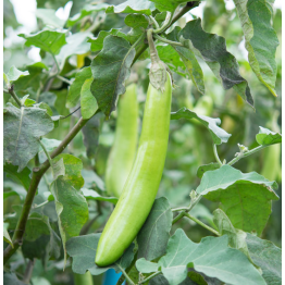 Green Fingers Brinjal