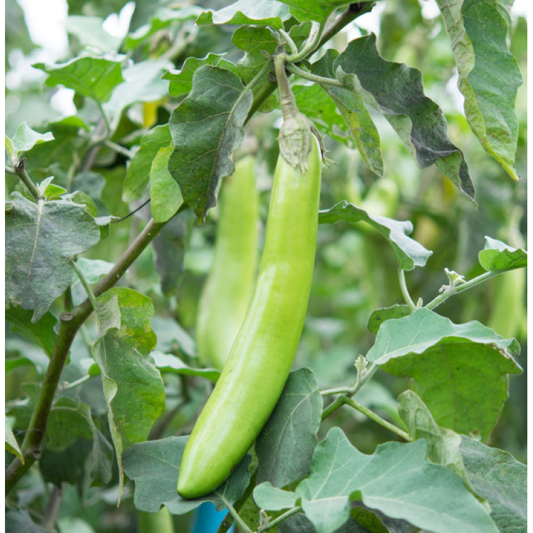 Green Fingers Brinjal