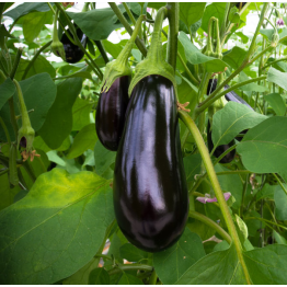 Florida Market Eggplant