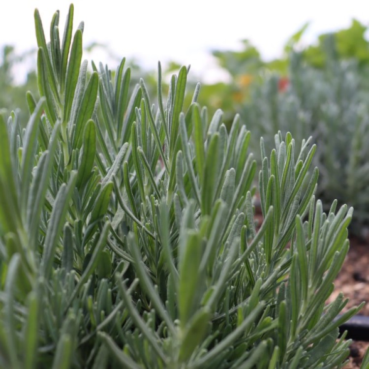 English Lavender