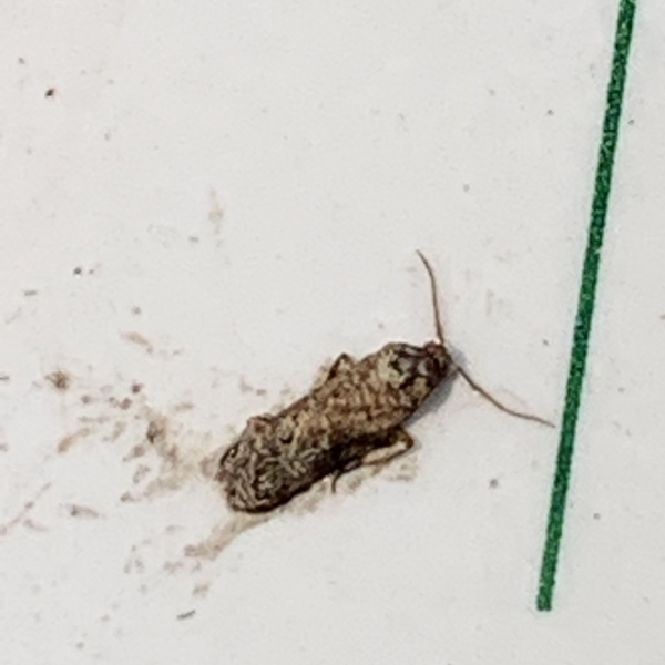 False Codling Moth