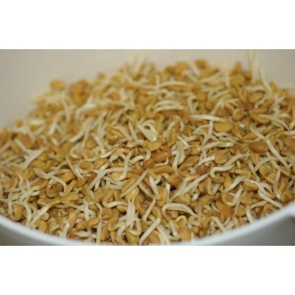 Fenugreek