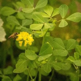 Fenugreek Green Manure Seed