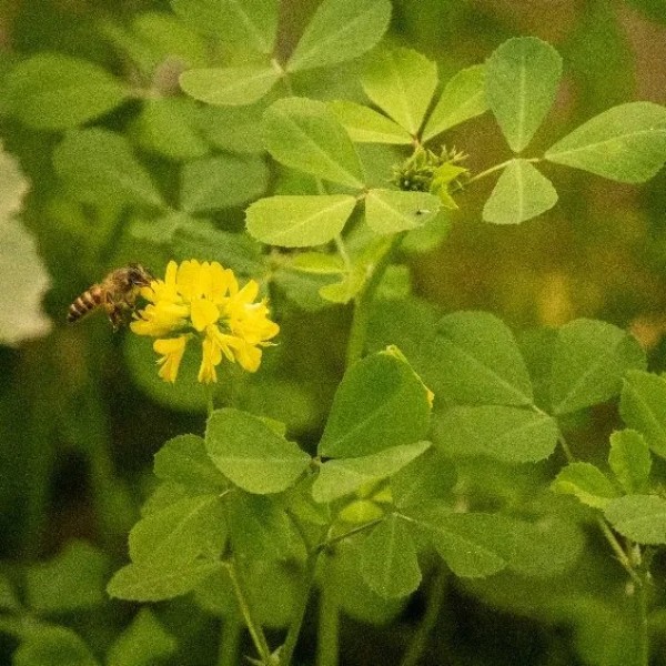 Fenugreek Green Manure Seed