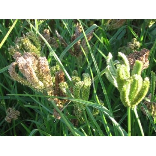 Finger Millet