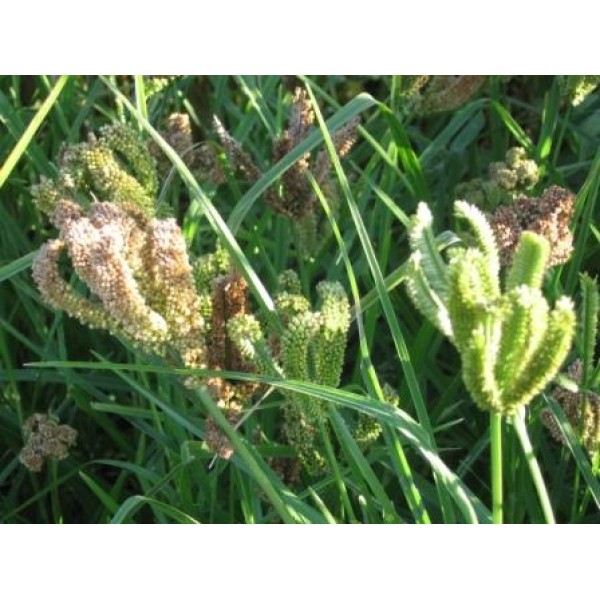 Finger Millet