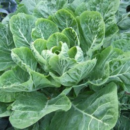 Georgia Southern Collards (Borecole)