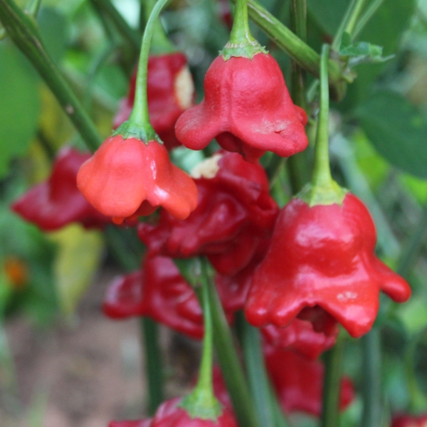 Bishop’s Crown Giant