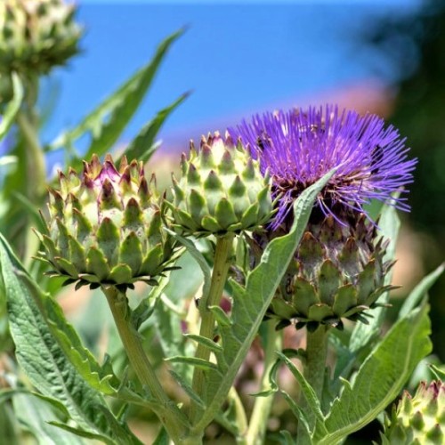 Giant White Cardoon