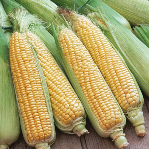 Golden Bantam Sweetcorn