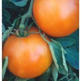 Golden Jubilee Tomato