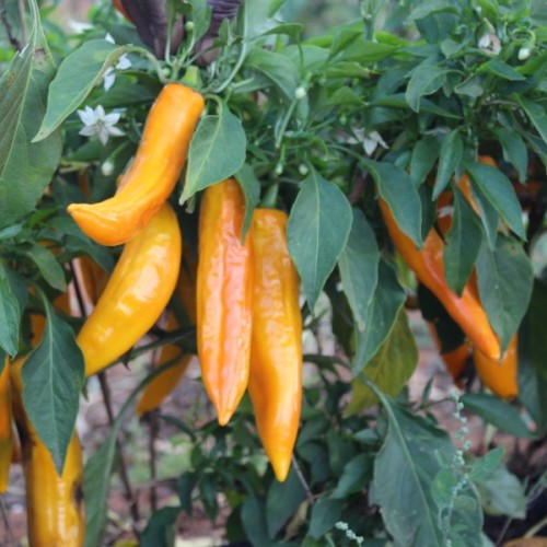 Paprika Golden Punt 