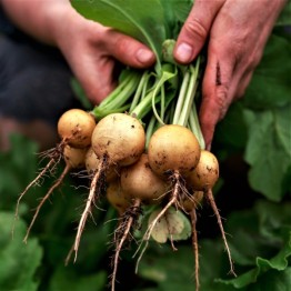 Golden Helios Radish