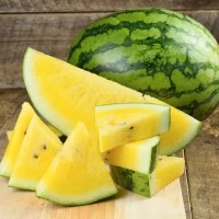 Seedling Golden Honey Watermelon Seedling Golden Honey Watermelon