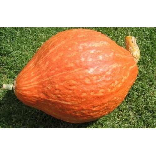 Golden Hubbard Squash