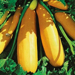 Golden Zucchini