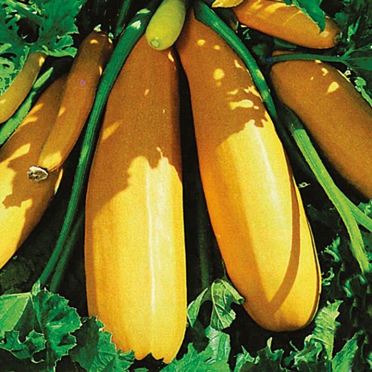 Golden Zucchini