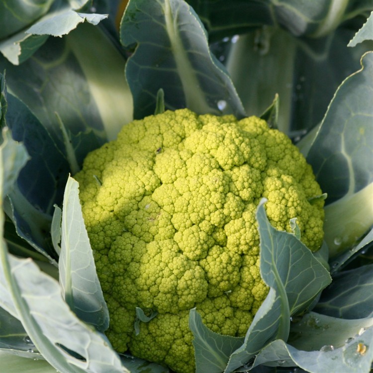 Macerata Green Cauliflower