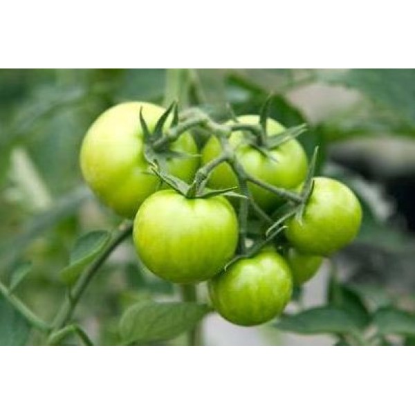 Green Tomatoes
