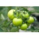 Green Tomatoes