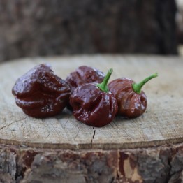 Habanero Chocolate