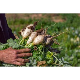 Half Long White Head Turnip