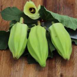 Hill Country Red Okra