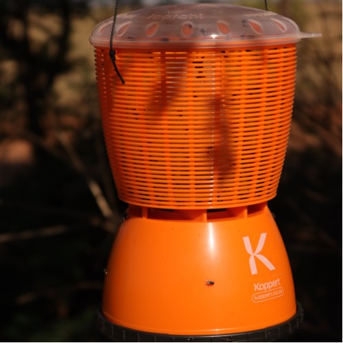 iCatchi 250ml Fly Trap & Bait