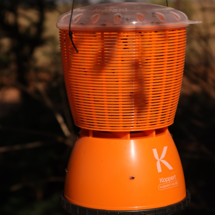 iCatchi 250ml Fly Trap & Bait