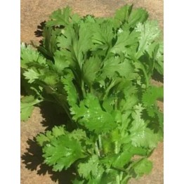 Parsley Dark Green Italian