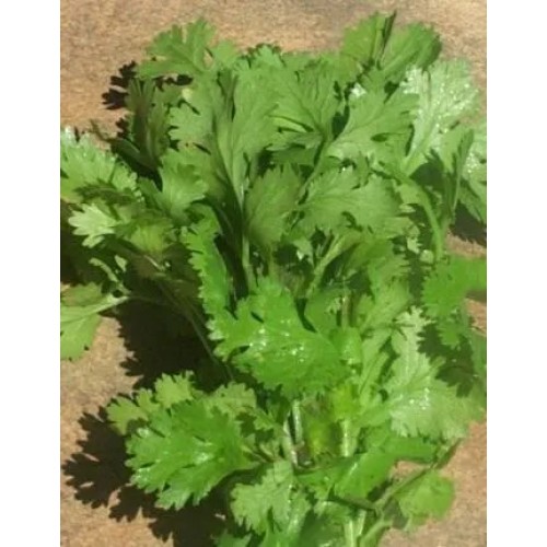 Parsley Dark Green Italian