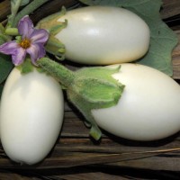 Seedling Japanese White Egg Brinjal