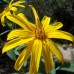 Samson Jerusalem Artichoke