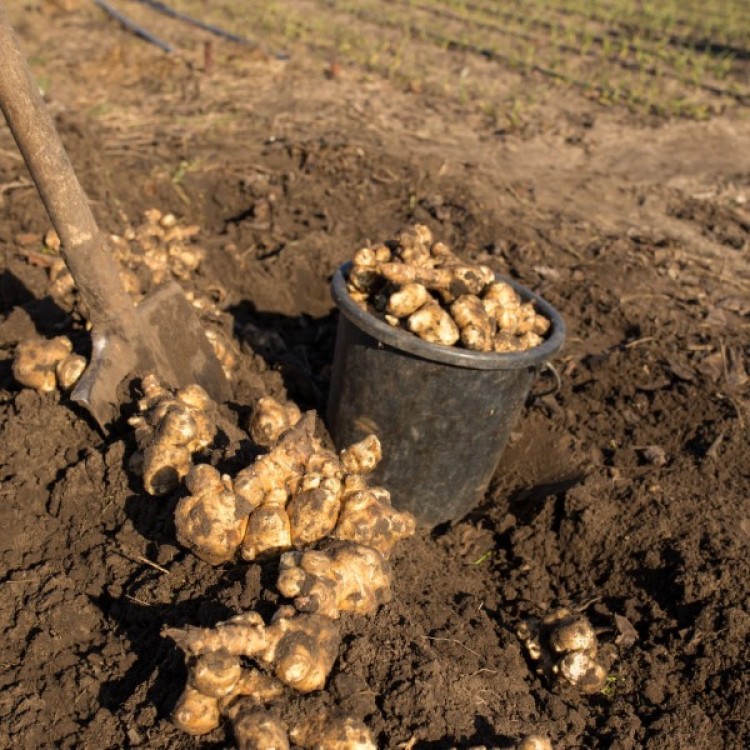 Samson Jerusalem Artichoke