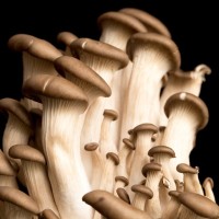 King Oyster Mushroom System