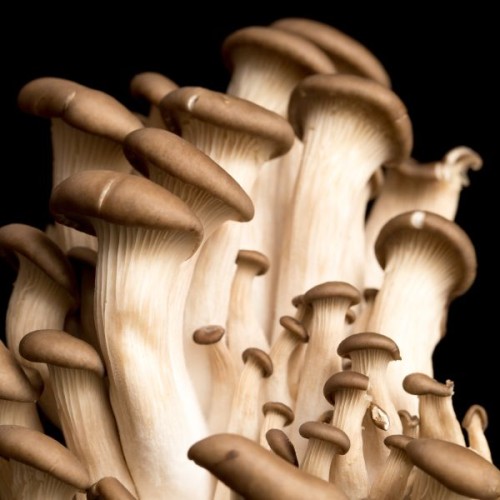 King Oyster Mushroom System