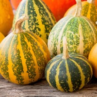 Lakota Squash