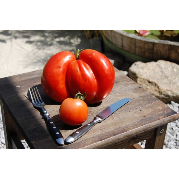 Large / Giant Tomatoes