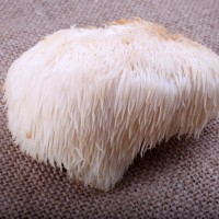 Lion's Mane Mushroom System