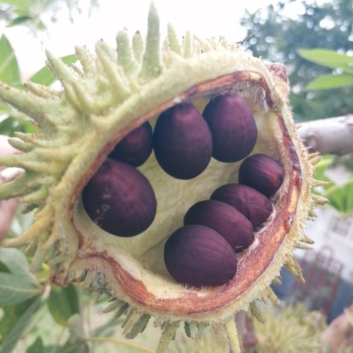 Lowveld Chestnut
