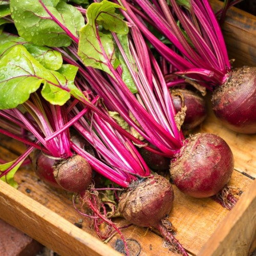 Lutz Green Leaf Beetroot (Red Stem)