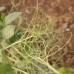 Magnolia Blossom Tendril Peas