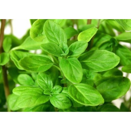 Marjoram